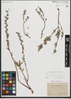 Foto von Salix repens subsp. rosmarinifolia (L.) Andersson
